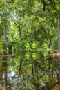 Bald Trees reflecting in the water Royalty Free Stock Photo