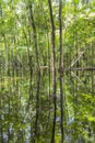 Bald Trees reflecting in the water Royalty Free Stock Photo