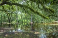 Bald Trees reflecting in the water Royalty Free Stock Photo