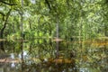 Bald Trees reflecting in the water Royalty Free Stock Photo