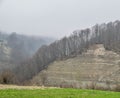 Bald trees on the rock. Moody landscape of early spring