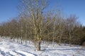 Bald trees into a snowscape Royalty Free Stock Photo