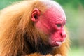 Bald Uakari Closeup