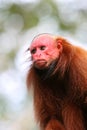 Bald Uakari Monkey Royalty Free Stock Photo