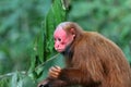 Bald Uakari Monkey