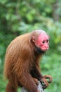 Bald Uakari Royalty Free Stock Photo