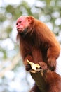 Bald Uakari