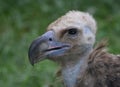 Bald Vulture Royalty Free Stock Photo