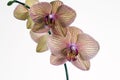 Baldan's Kaleidescope orchid Royalty Free Stock Photo
