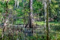 Baldcypress Knees in Standing Swampwater in Lake Fausse Pointe State Park, Louisiana Royalty Free Stock Photo