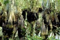 Baldcypress Swamp 15033