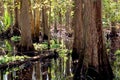 Baldcypress Swamp  60054 Royalty Free Stock Photo