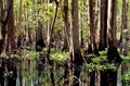 Baldcypress Swamp 60055