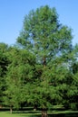 Baldcypress Tree  43787 Royalty Free Stock Photo