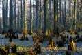 Baldcypress Tupelo Swamp 44963