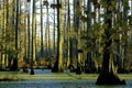 Baldcypress Tupelo Swamp  44965 Royalty Free Stock Photo