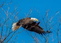 Baldeagle leaving its branch and flying Royalty Free Stock Photo