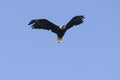 Heraldic Animal af the USA - Flying American Bald Eagle in Alaska