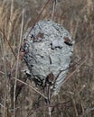 Baldfaced hornet`s paper nest attached to a tree branch