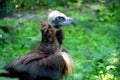 Baldhead brown griffin, eagle, condor, falcon on the background of greenery. zoo, place of family rest with children