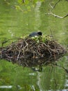 London: Coot on the nest 