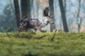 Balding fallow deer buck walking in grass in an autumn forest. Royalty Free Stock Photo