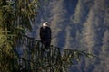 Bale Eagle sitting in a tree looking for prey Royalty Free Stock Photo