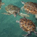 Bale of endangered sea turtles swimming at surface of clear tropical aqua water Royalty Free Stock Photo