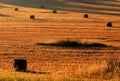 Bale field in summer