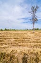 Bale golden straw in the field