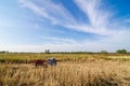 Bale golden straw in the field