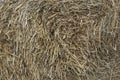 Bale of hay close-up as an agriculture farm and farming symbol of harvest time with dried grass straw as a bundled tied haystack Royalty Free Stock Photo