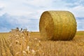 A bale of straw in a field, ears of corn in the foreground, view of the horizon