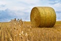 A bale of straw in a field, ears of corn in the foreground, view of the horizon