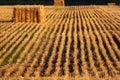 Bale of straw and stubbles on a harvested wheat field