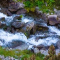 Balea stream among the rocks Royalty Free Stock Photo