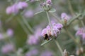 Balearic Island sage Phlomis italica pale pink flowers and bumblebee