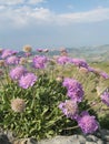 Balearic Pincushion Flower (Lomelosia cretica) Royalty Free Stock Photo