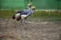 Balearica regulorum or the Grey-crowned Crane is a gruiform bird in the Gruidae family.