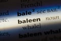 baleen