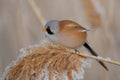 A baleen tit sits on a branch of reeds in winter.