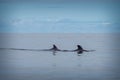 Baleen whale in the sea