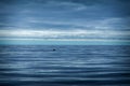 Baleen whale in the sea