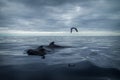 Baleen whale in the sea