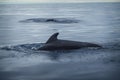 Baleen whale in the sea