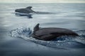 Baleen whale in the sea