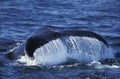 BALEINE A BOSSE megaptera novaeangliae