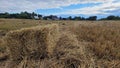 Bales on the field after wheat threshing Royalty Free Stock Photo