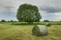 Bales of grass lying on a mowed meadow, big tree and clouds in the sky Royalty Free Stock Photo