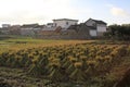 Bales of grass stacked to dry in a small village in Southern China